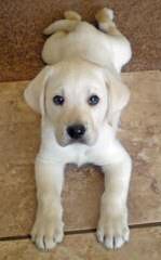 Labrador Retriever – Manchester Labradors - Dog Breeders