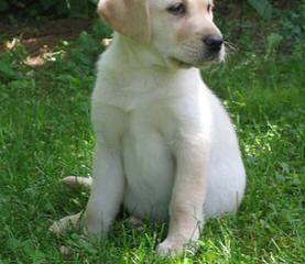 Chocolate Labradors At Stud. - Dog Breeders