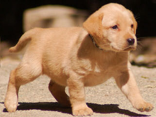 Pine Ridge Labradors - Dog and Puppy Pictures