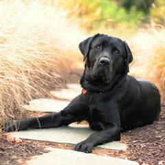 Akc/Ofa English Chocolate Labs - Dog Breeders