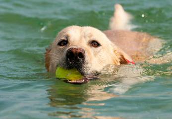 Power of 3 Labradors - Dog and Puppy Pictures