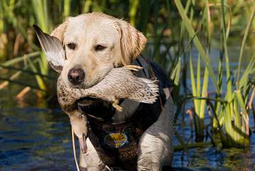 Quality Blk, Ylw And Chlt Labradors! - Dog Breeders