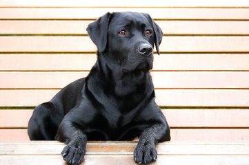 Rifle Creek Labradors - Dog and Puppy Pictures