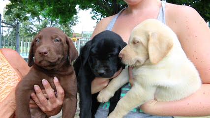 Chocolate Labs Hunting, Pet Or Service Dogs - Dog Breeders