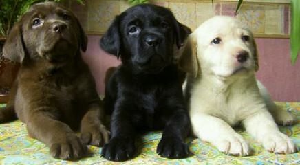 Tuckwet labradors - Dog Breeders