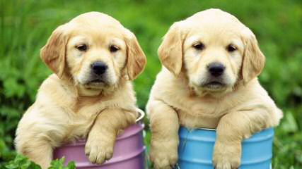 Cameswon Labradors - Dog and Puppy Pictures