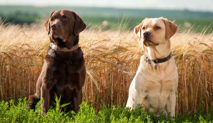 Westphal retrievers - Dog Breeders