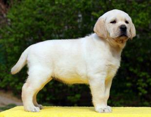 Persimmon Hill Labradors - Dog and Puppy Pictures
