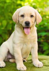 Legacy Labradors at BoulderCrest - Dog and Puppy Pictures