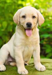 Winter Valley Labs - Dog Breeders