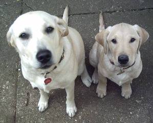 Ganderhill Labrador Retrievers - Dog Breeders