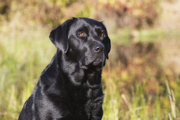 White And Creme And Choc Labradors-Health Guaranteed - Dog Breeders