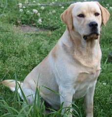 Blackfork Labradors - Dog and Puppy Pictures