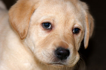 White Golden Retrievers - Dog and Puppy Pictures