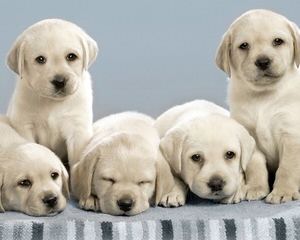 Champion Bloodline Black/Yellow Lab Puppies - Dog Breeders
