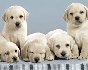 White And Creme And Choc Labradors-Health Guaranteed - Dog and Puppy Pictures