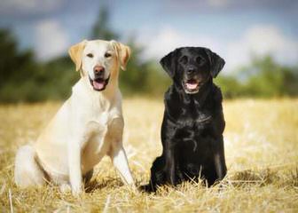 White Golden Retrievers - Dog Breeders