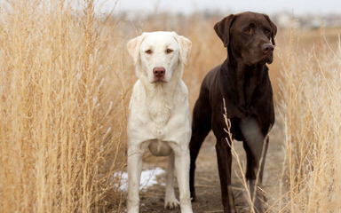 Magnolia Branch Labs - Dog Breeders