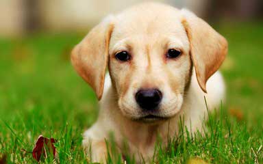 Ellendale Labradors - Dog and Puppy Pictures