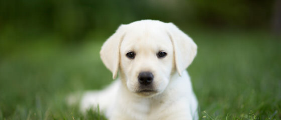 Rifle Creek Labradors - Dog Breeders