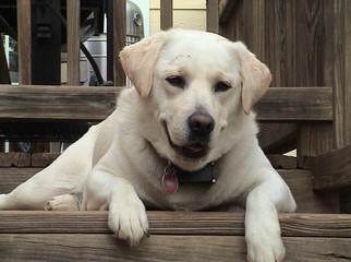 Cricket Hollow Farm - Dog and Puppy Pictures