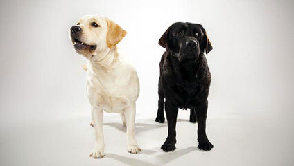 Bluesouth Labradors - Dog and Puppy Pictures