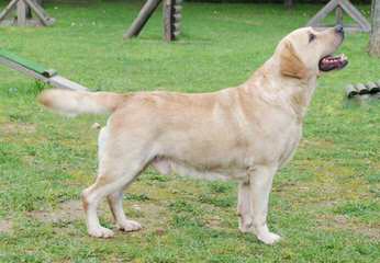 Labrador Retrievers – Pointing Labs - Dog Breeders