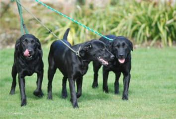 Chocolate Labs Hunting, Pet Or Service Dogs - Dog Breeders