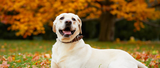 Labrador Puppies 4 Sale - Dog and Puppy Pictures