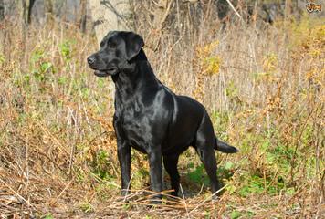 Ch Sired English Bred Lab Puppies - Dog Breeders