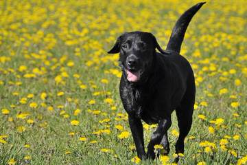 MoonLit Labradors - Dog Breeders