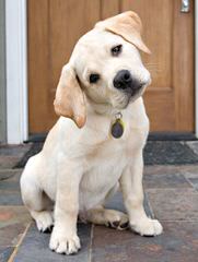 Ganderhill Labrador Retrievers - Dog Breeders