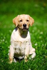 English Chocolate Labrador Breeder - Dog and Puppy Pictures