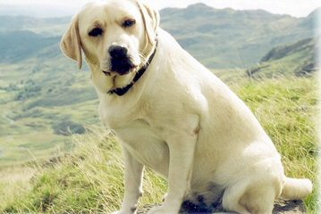 Trinity Labrador Retrievers - Dog and Puppy Pictures