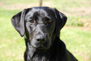 Retrievers on the Red River - Dog and Puppy Pictures