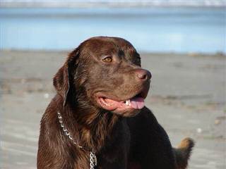 Retrievers on the Red River - Dog Breeders