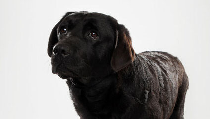 Ganderhill Labrador Retrievers - Dog Breeders