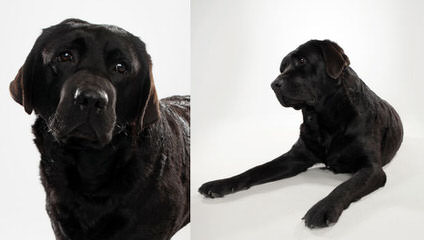 Silver And Charcoal Labs - Dog Breeders