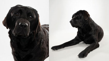 Apple Blossom Labradors - Dog and Puppy Pictures