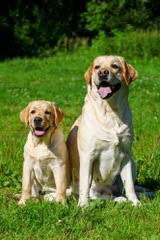 One Male Chocolate Lab Puppy For Sale - Dog Breeders