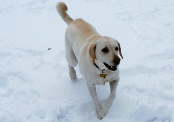 Kellogg Kennel Chocolate Lab Pups - Dog and Puppy Pictures