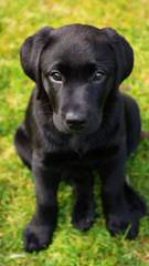 Trinity Labrador Retrievers - Dog Breeders