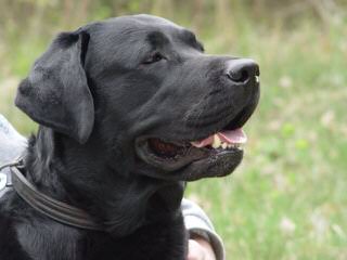Cameswon Labradors - Dog Breeders