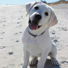 Countryview Labrador Retrievers - Dog and Puppy Pictures