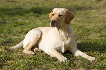 Leishmans Loveable Labs - Dog Breeders