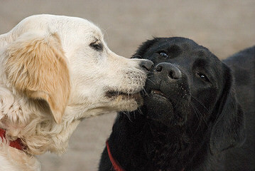 Labradoodles - Dog and Puppy Pictures