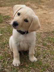 Bluesouth Labradors - Dog and Puppy Pictures