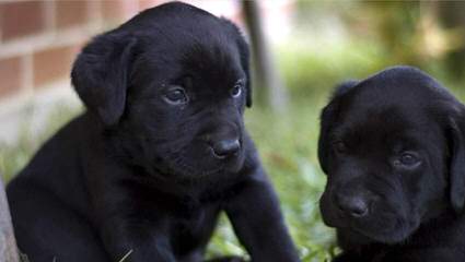 Prof Trained Working Lab Puppies For Sale - Dog Breeders