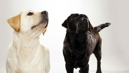 Chocolate Labrador Retrievers - Dog Breeders