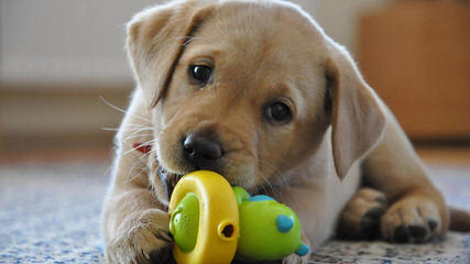 Ganderhill Labrador Retrievers - Dog and Puppy Pictures